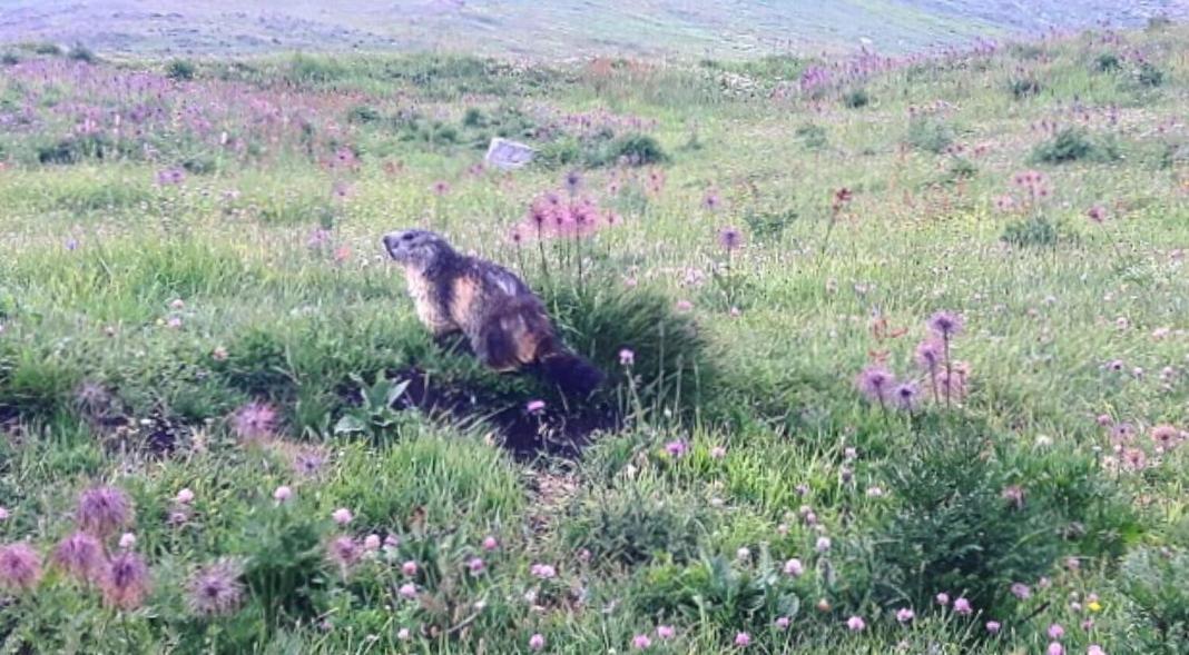 Вилла Turismo In Valle Orco Ai Piedi Del Gran Paradiso 2 Locana Экстерьер фото